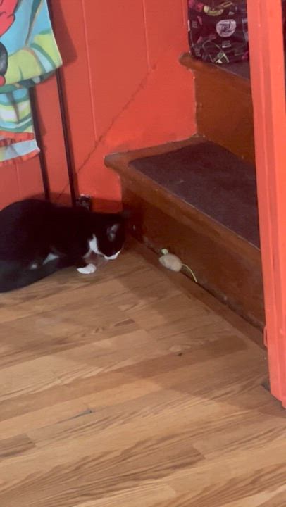 Enlarge Stella ( Sweet female Tuxedo Kitten), a Adoptable American Shorthair in Staten Island, NY video 5/6