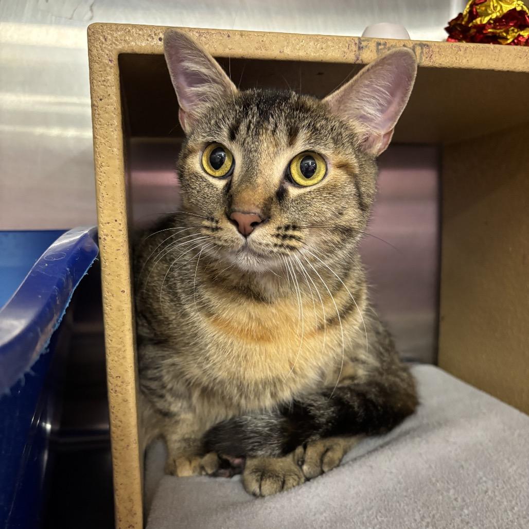 Enlarge Coral, a Adoptable Domestic Short Hair in Troy, IL image 1/1