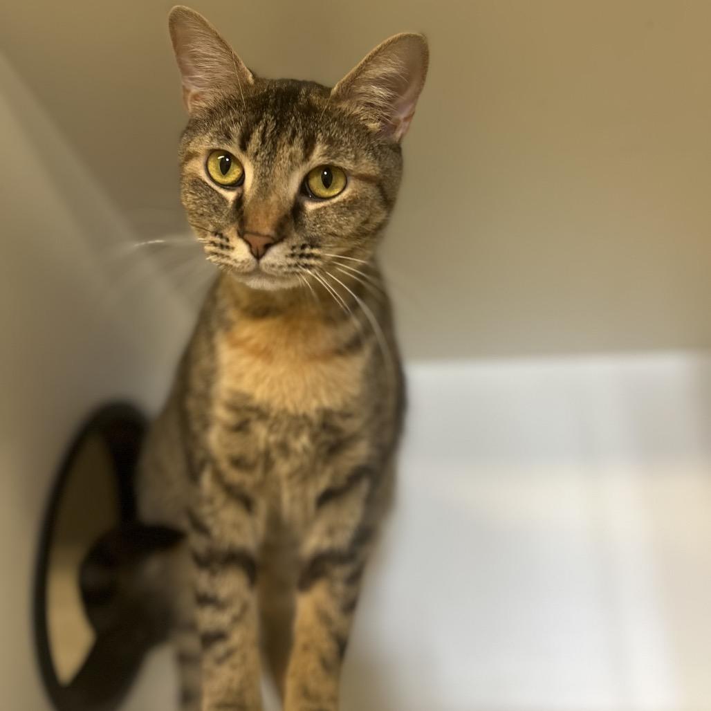 Coral, a Adoptable Domestic Short Hair in Troy, IL image 2/2