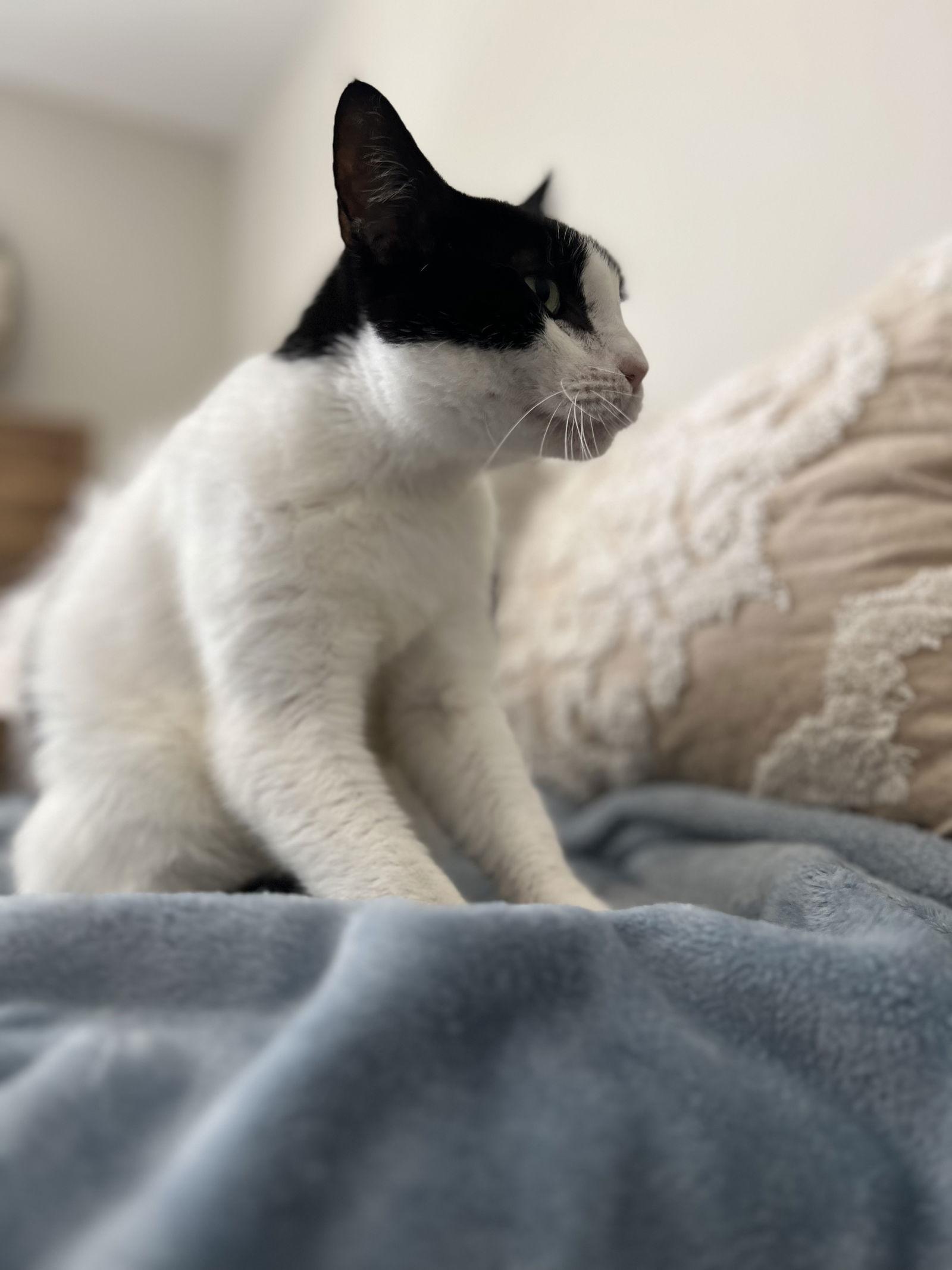 Frankie *, Adoptable, Adult Male Tuxedo.