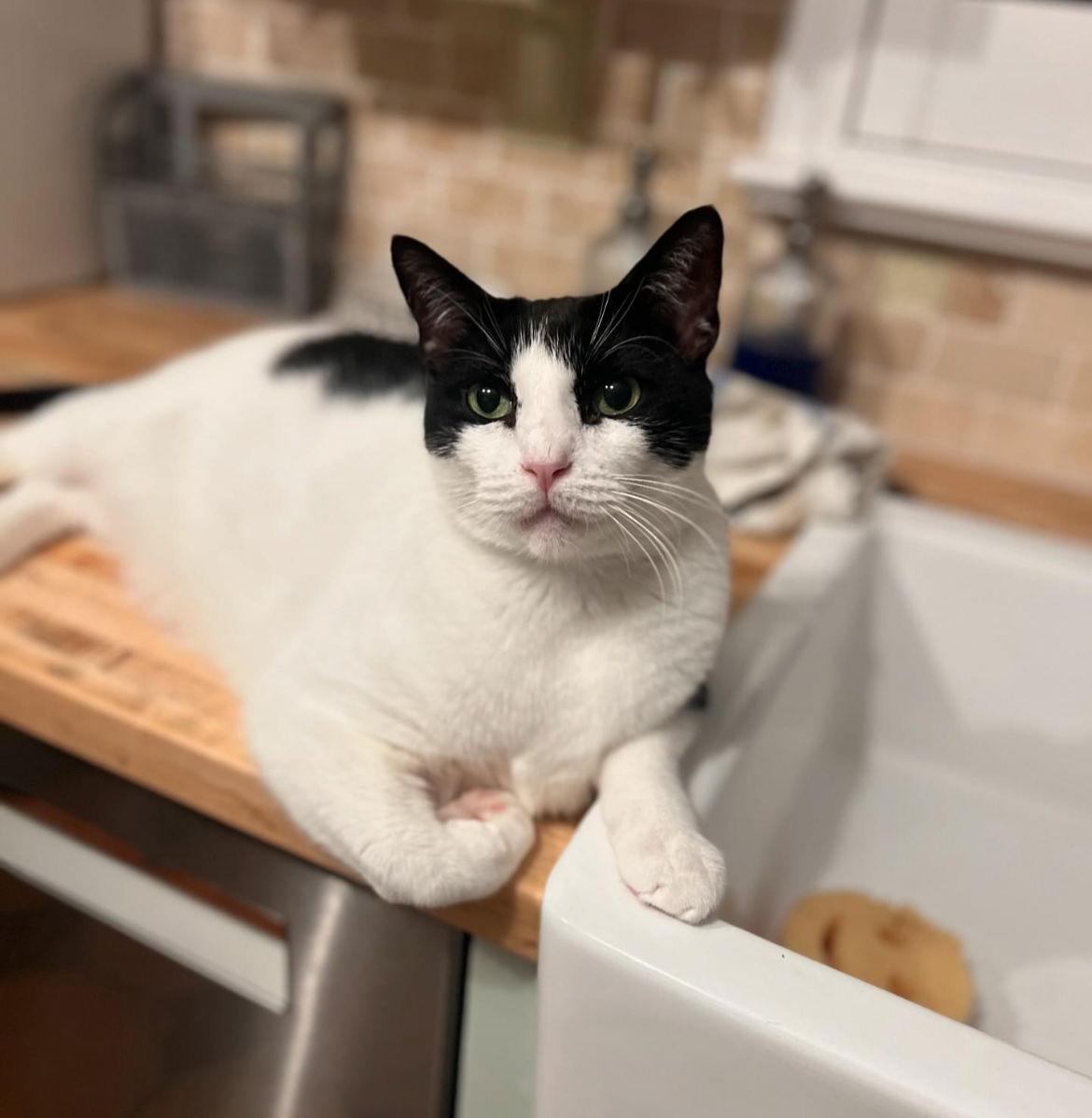 Frankie *, a Adoptable Tuxedo in Royal Palm Beach, FL image 2/3