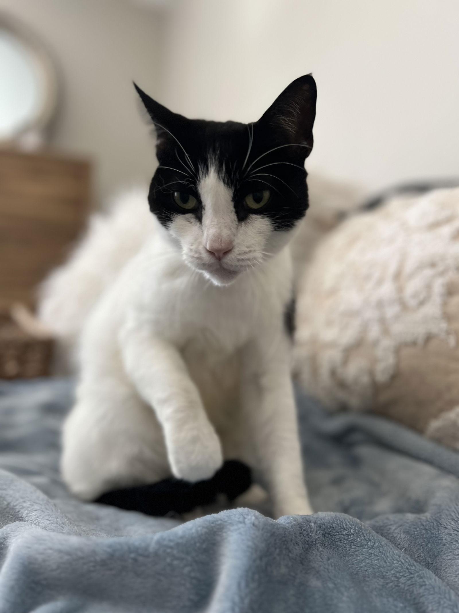 Frankie *, a Adoptable Tuxedo in Royal Palm Beach, FL image 3/3