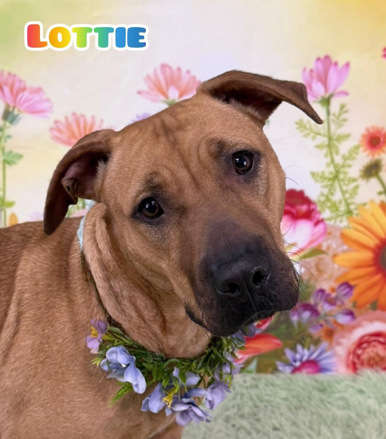Lottie, adopted, Adult Female Mixed Breed.