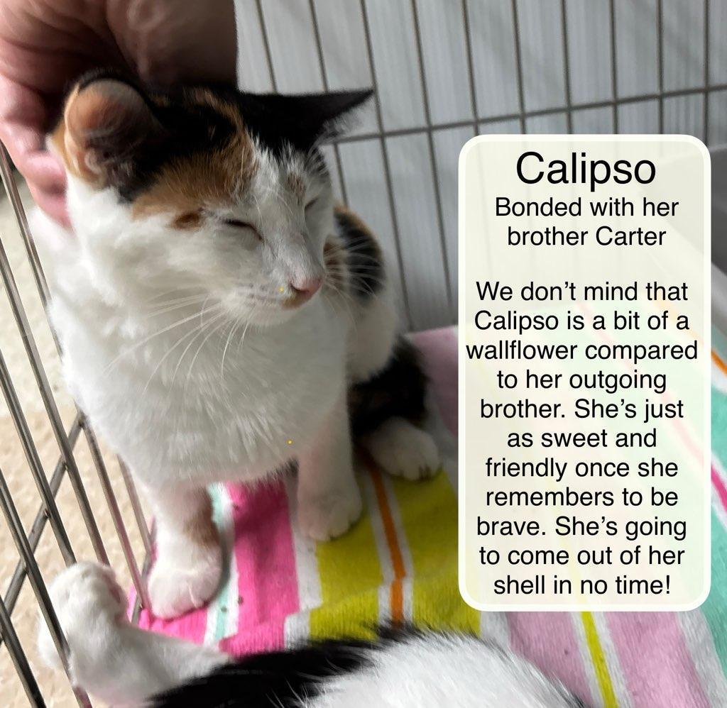 Enlarge Calipso and Carter, a Adoptable Domestic Short Hair in Ellicott City, MD image 2/4