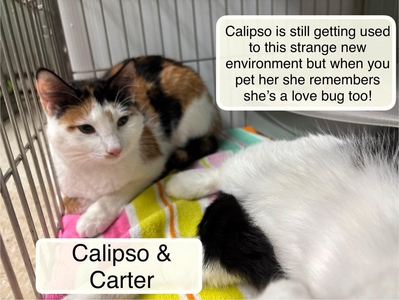 Enlarge Calipso and Carter, a Adoptable Domestic Short Hair in Ellicott City, MD image 3/4