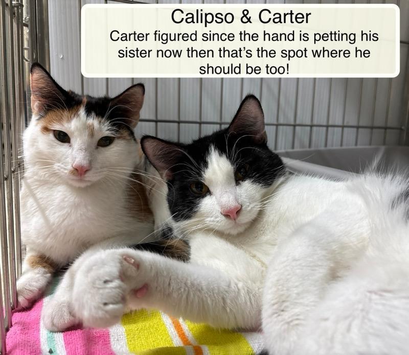 Enlarge Calipso and Carter, a Adoptable Domestic Short Hair in Ellicott City, MD image 1/4