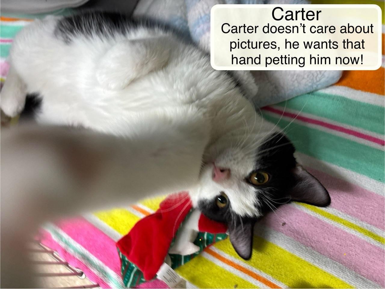 Enlarge Calipso and Carter, a Adoptable Domestic Short Hair in Ellicott City, MD image 4/4