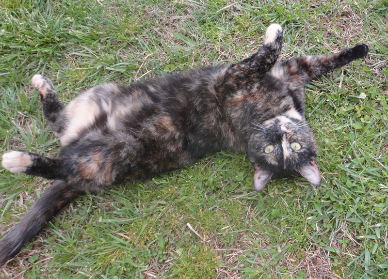 Pansy, a Adoptable Tortoiseshell in Stuart, VA image 1/2