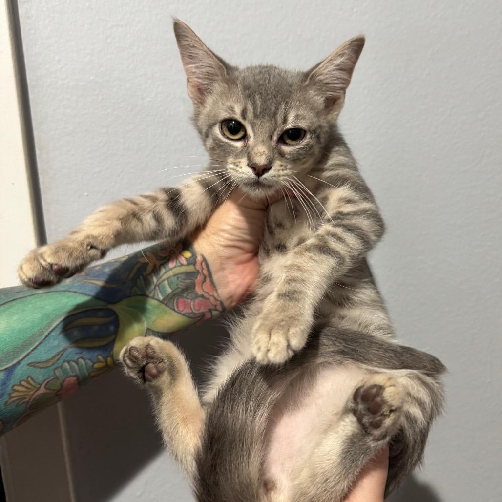 Enlarge Linus, a Adoptable Domestic Short Hair in Simi Valley, CA image 1/2