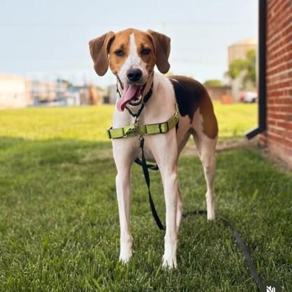 Enlarge Alabama, a Adoptable mixed breed in Richmond, VA image 1/2