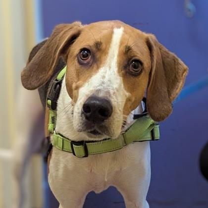 Enlarge Alabama, a Adoptable mixed breed in Richmond, VA image 2/2