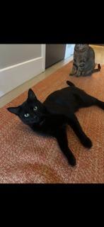 Gemma, Adopted, Young Female Domestic Short Hair.