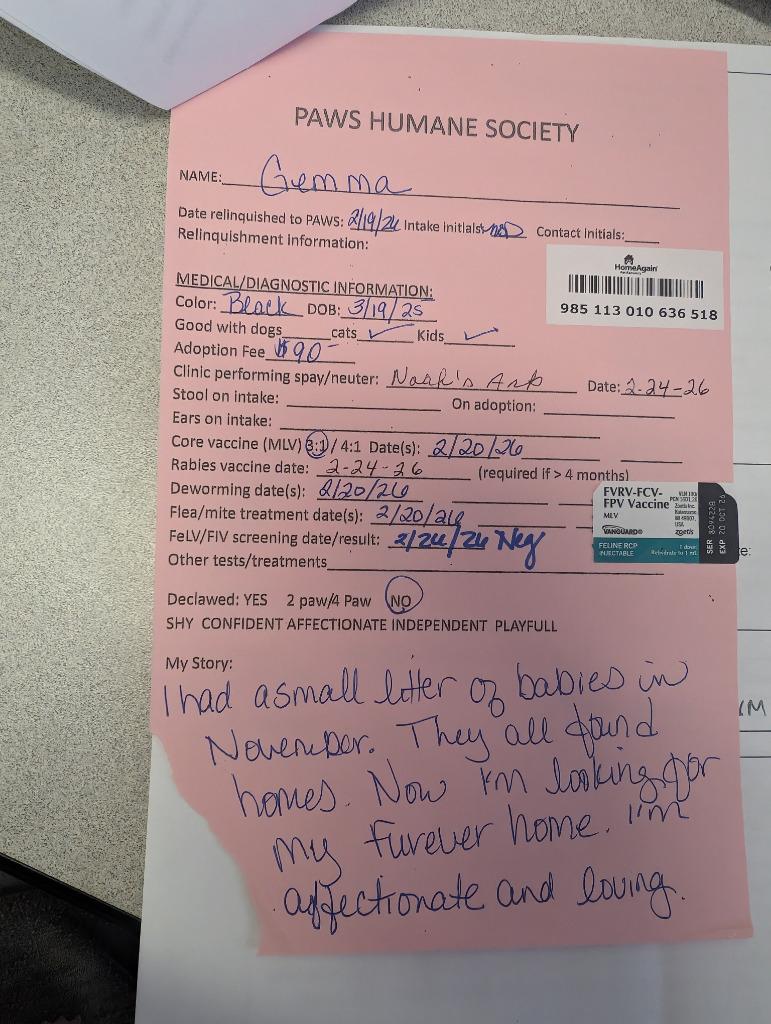 Enlarge Gemma, a Adopted mixed breed in Rockford, IL image 2/4