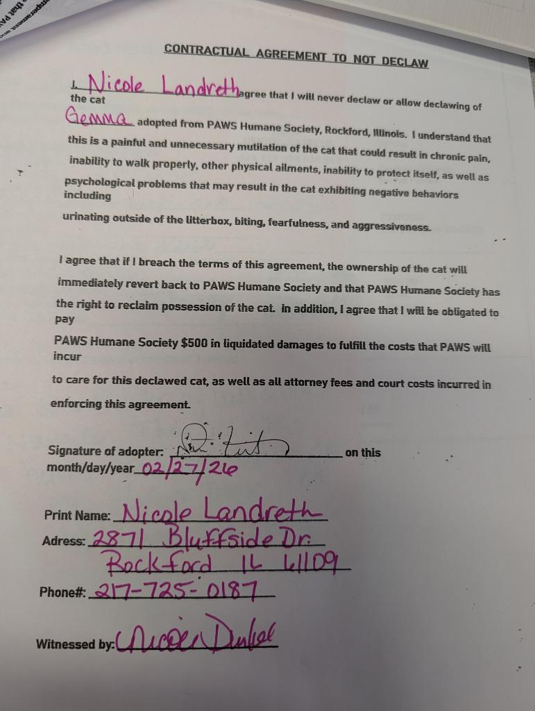 Enlarge Gemma, a Adopted mixed breed in Rockford, IL image 3/4