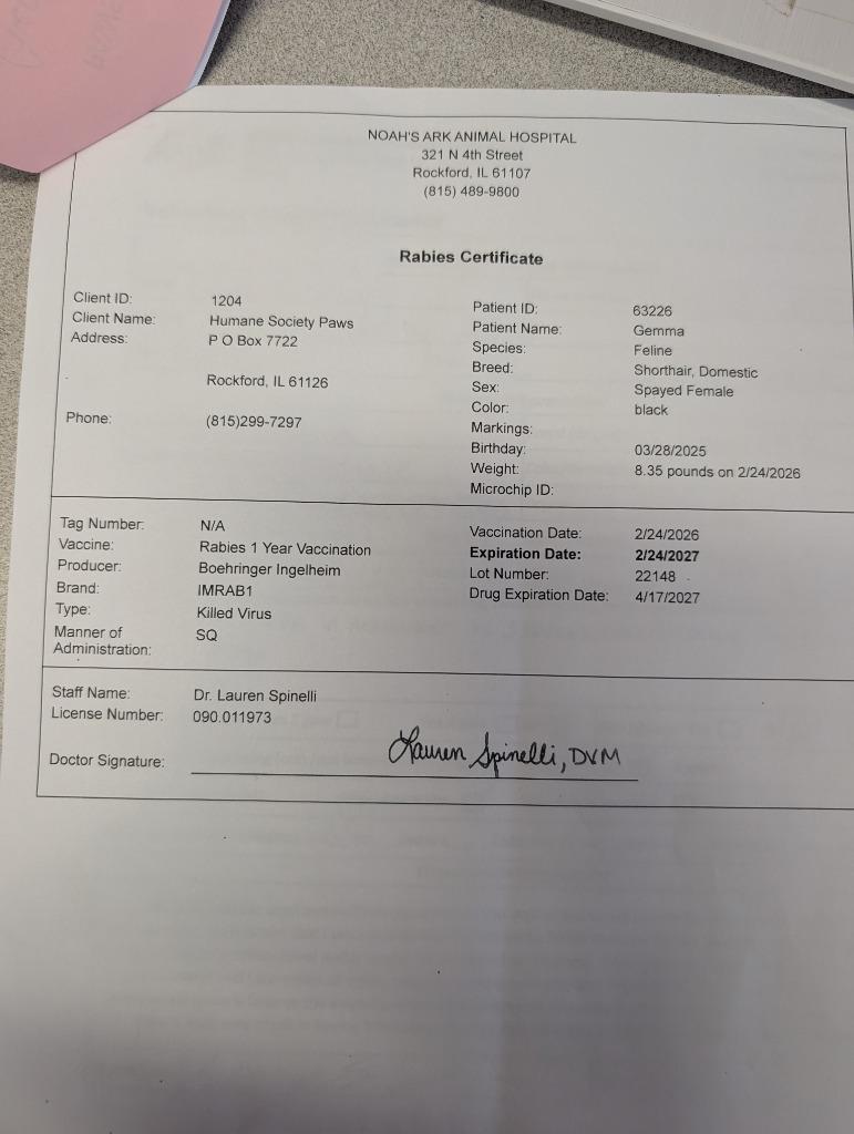 Enlarge Gemma, a Adopted mixed breed in Rockford, IL image 4/4