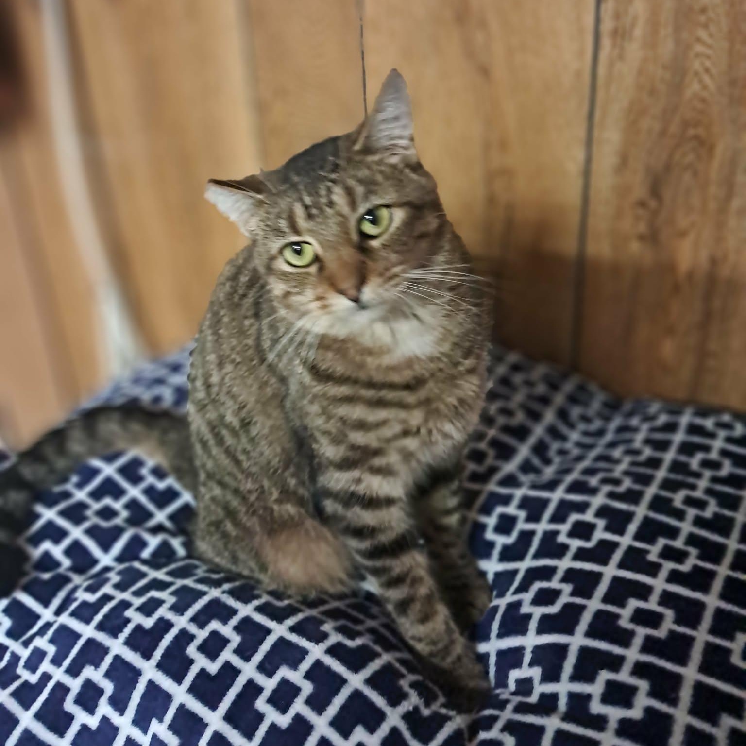 Tipsy, Adopted, Adult Female Domestic Short Hair.