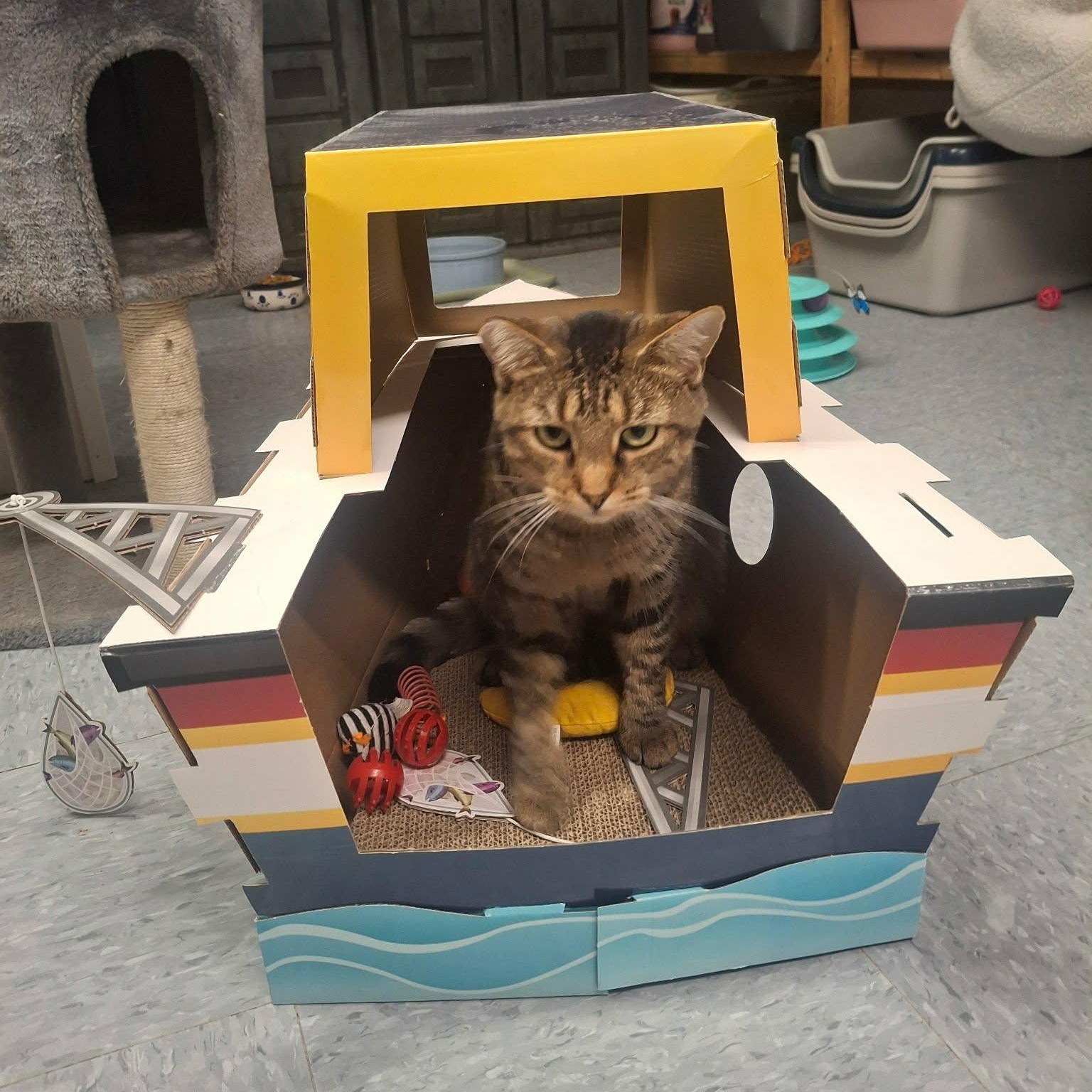 Enlarge Tipsy, a Adopted Domestic Short Hair in Vine Grove, KY image 2/2