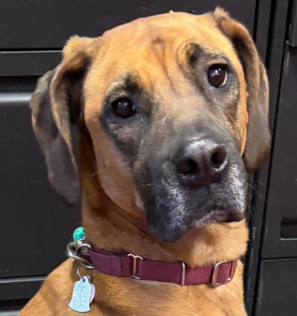 Enlarge Dolly, an adoptable mixed breed in Lakewood, CO image 5/5