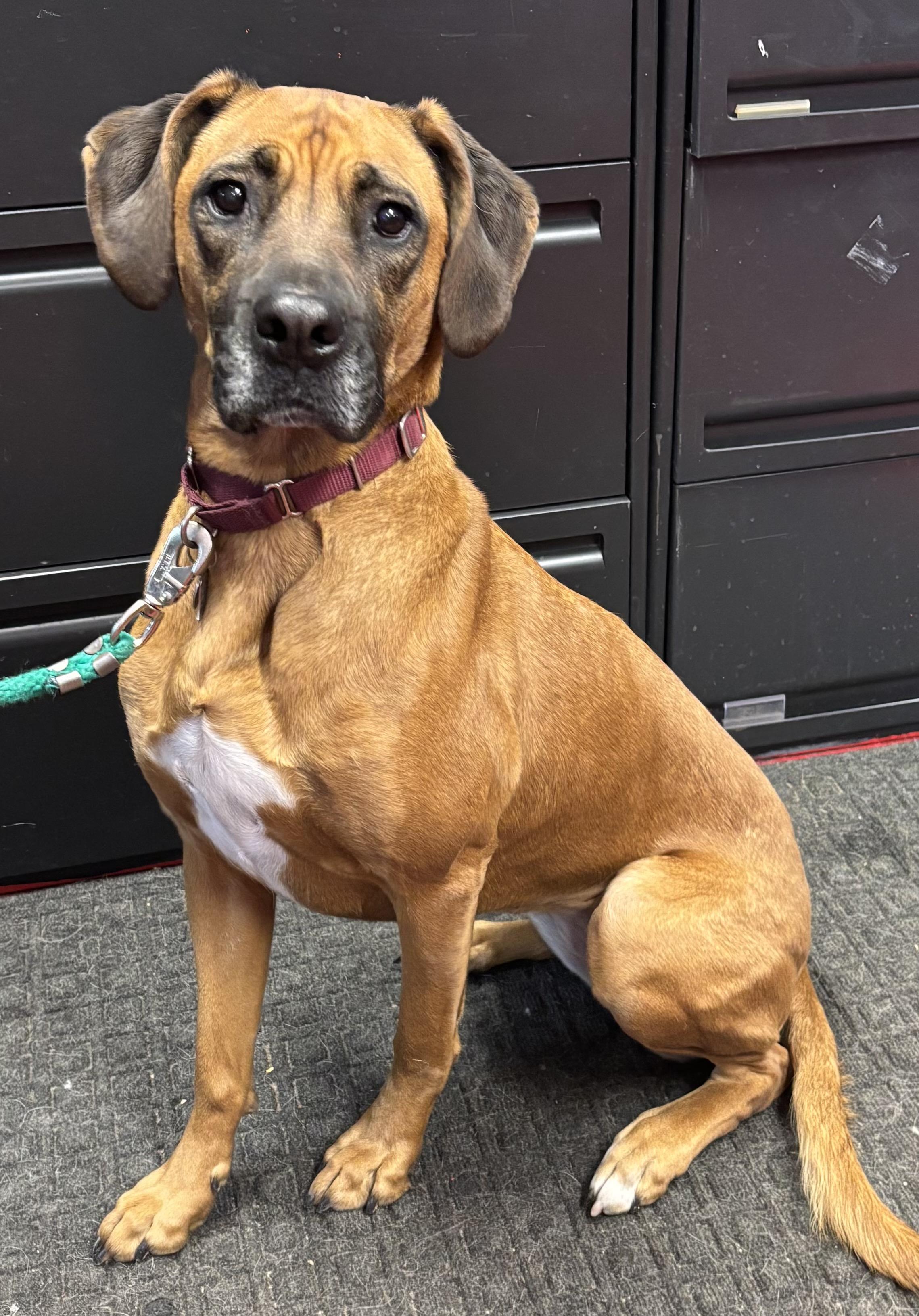 Enlarge Dolly, an adoptable mixed breed in Lakewood, CO image 2/5