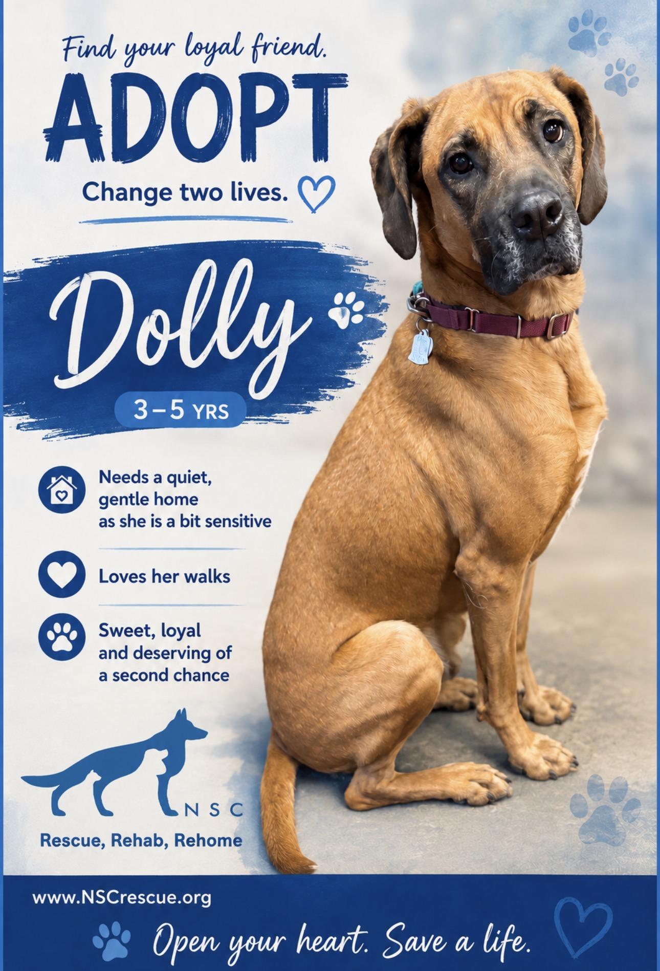 Dolly, an adoptable mixed breed in Lakewood, CO image 6/6