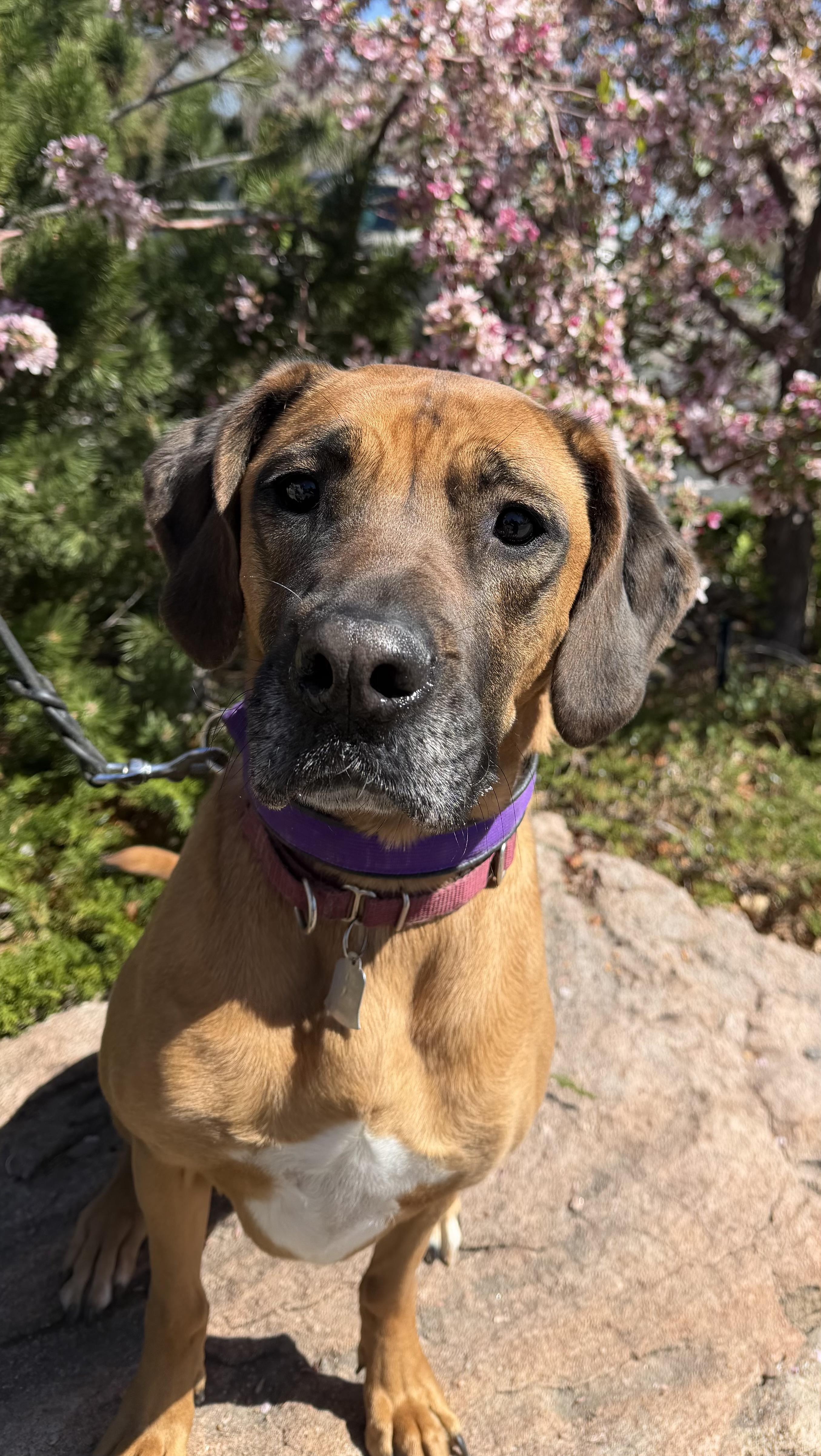 Enlarge Dolly, an adoptable mixed breed in Lakewood, CO image 4/4