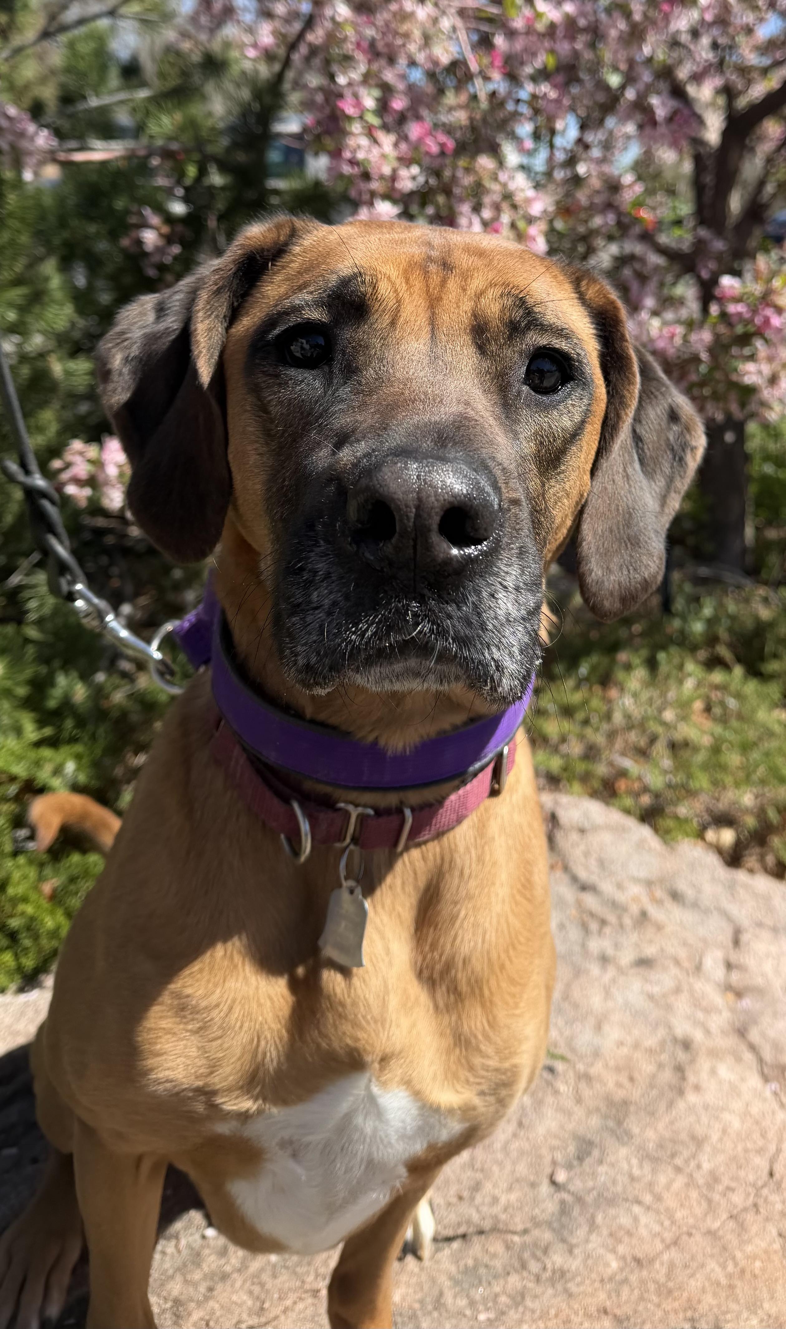 Enlarge Dolly, an adoptable mixed breed in Lakewood, CO image 3/4