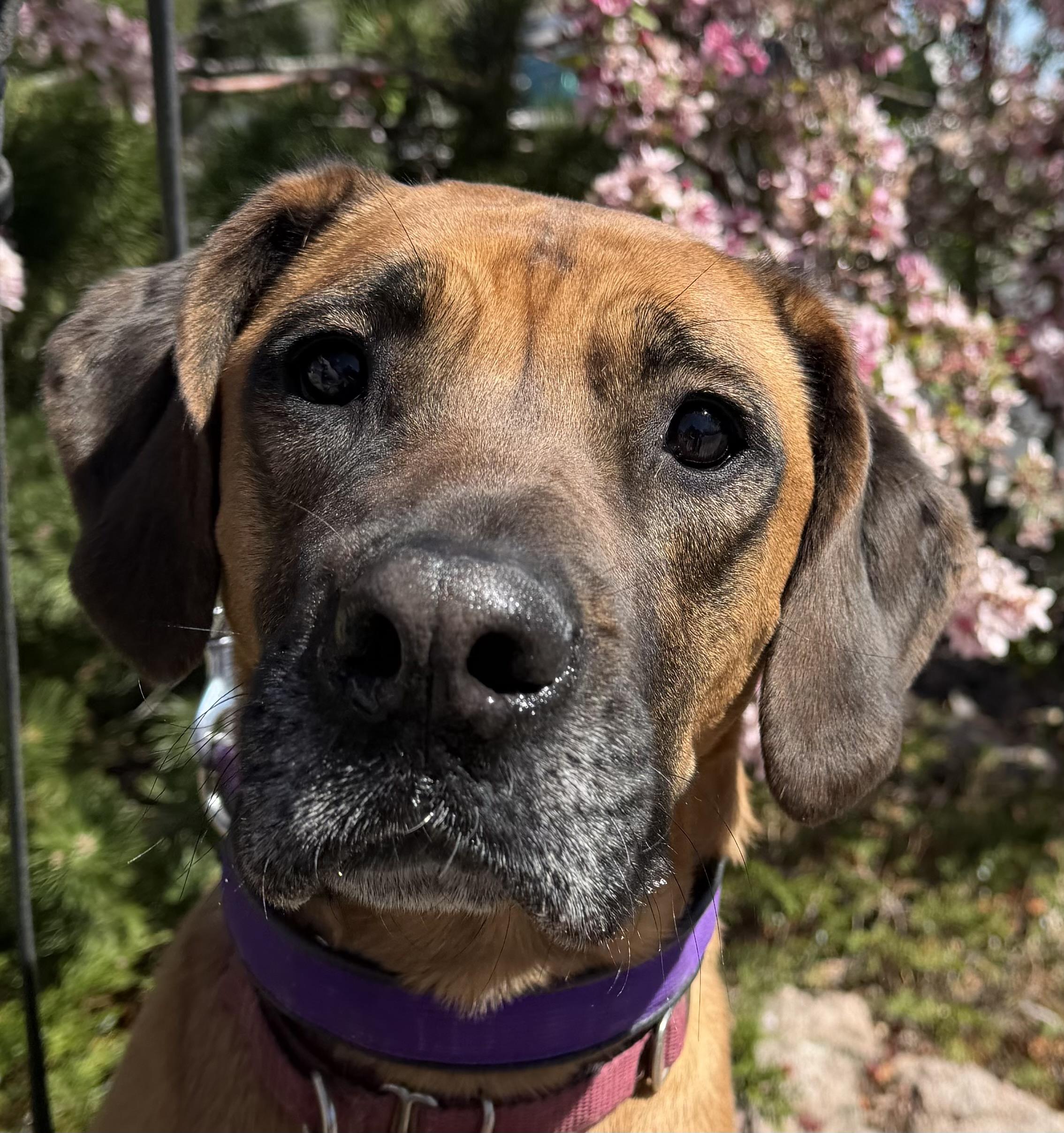Enlarge Dolly, an adoptable mixed breed in Lakewood, CO image 2/4