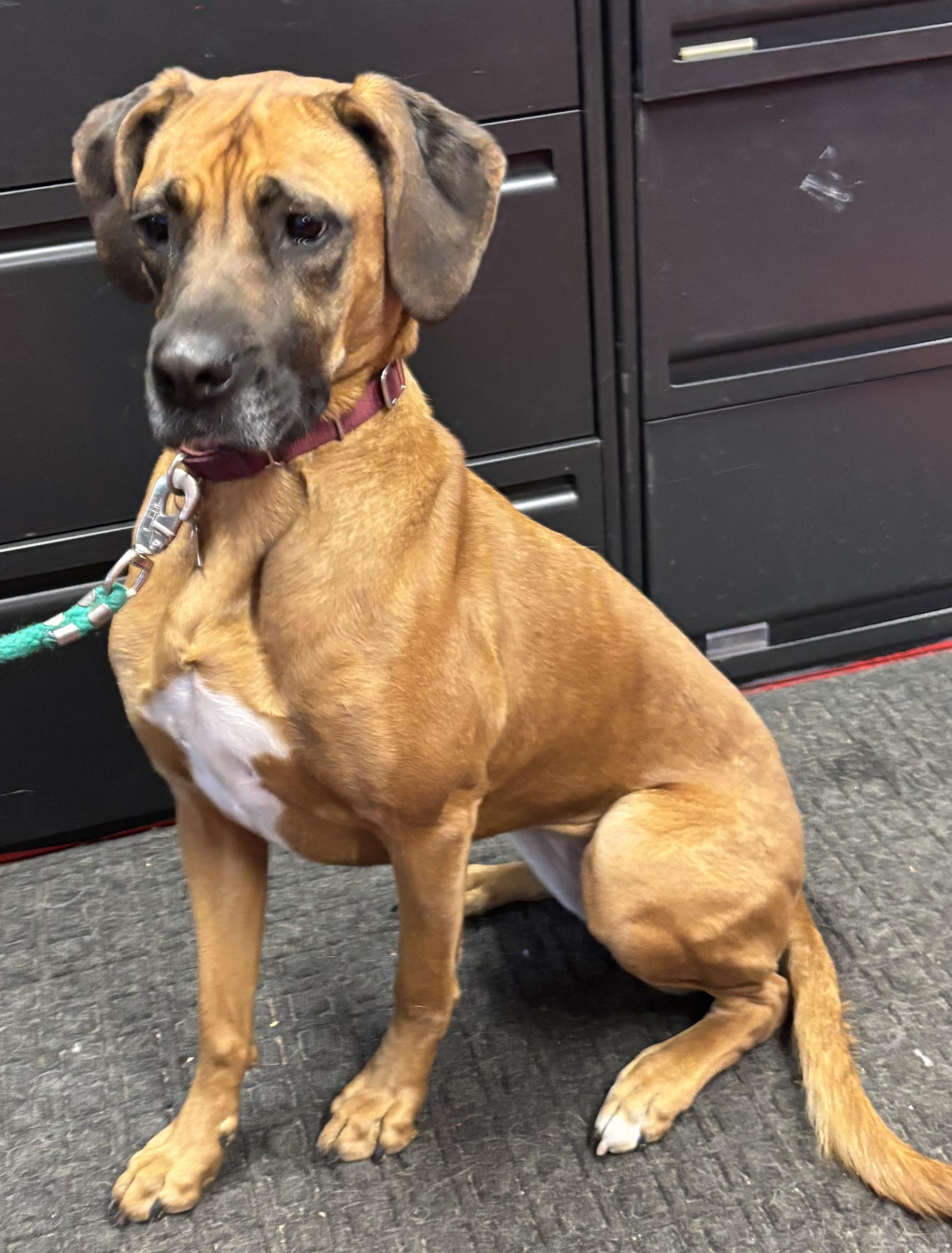 Dolly, adoptable, Adult Female Boxer & Labrador Retriever.