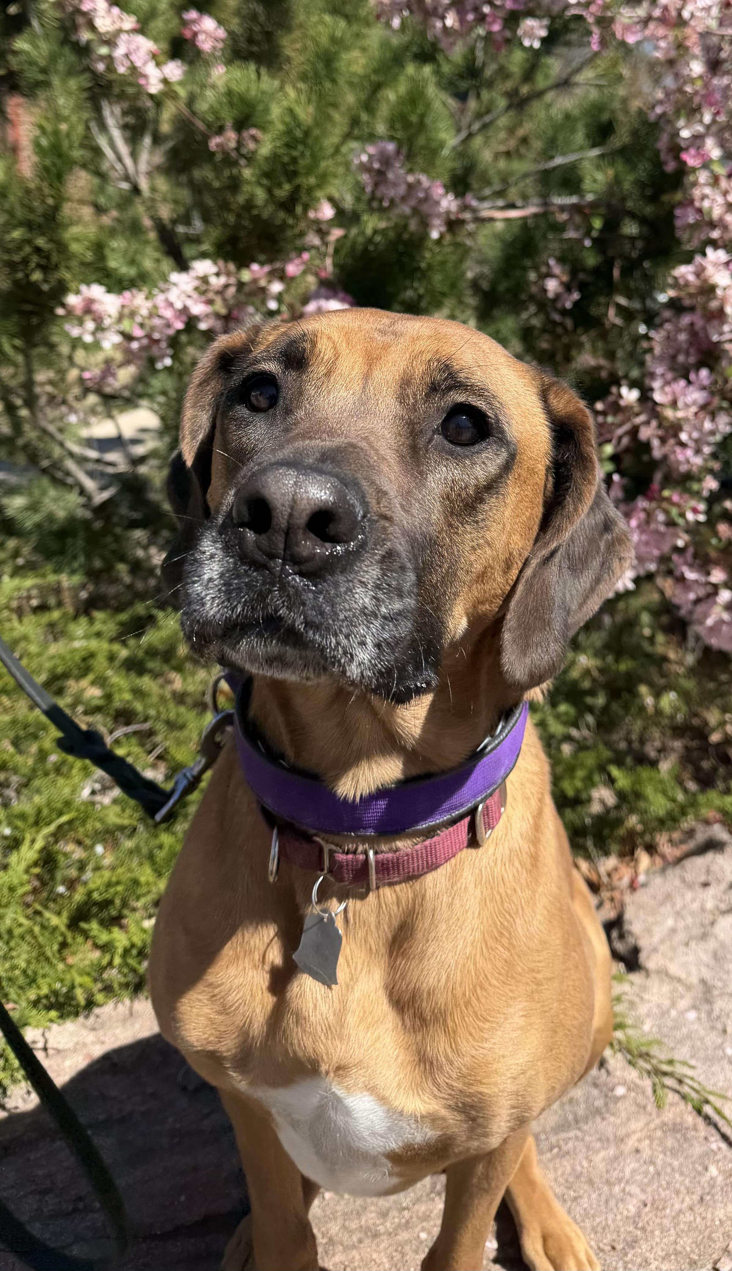 Enlarge Dolly, an adoptable mixed breed in Lakewood, CO image 1/4