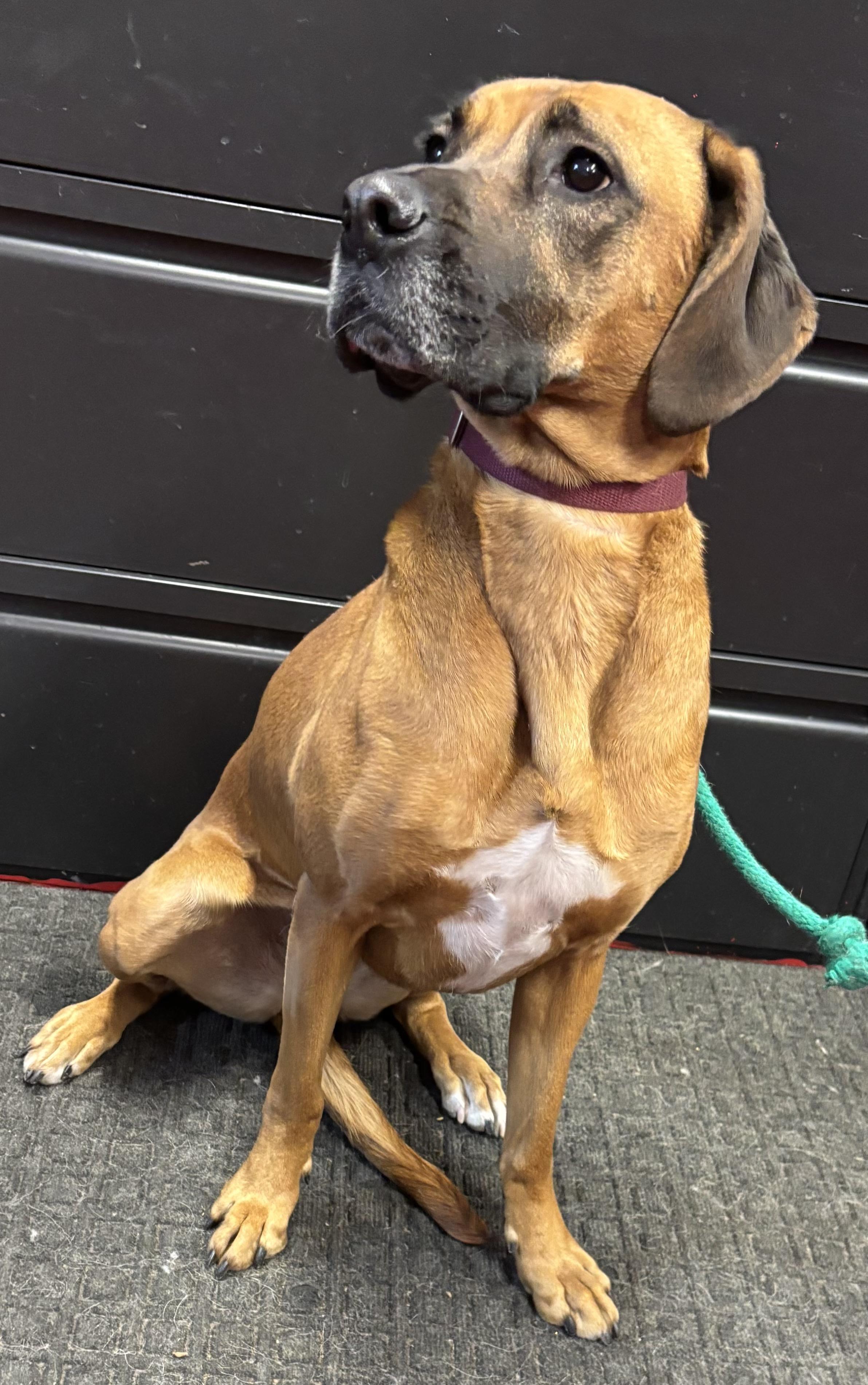 Enlarge Dolly, an adoptable mixed breed in Lakewood, CO image 4/5