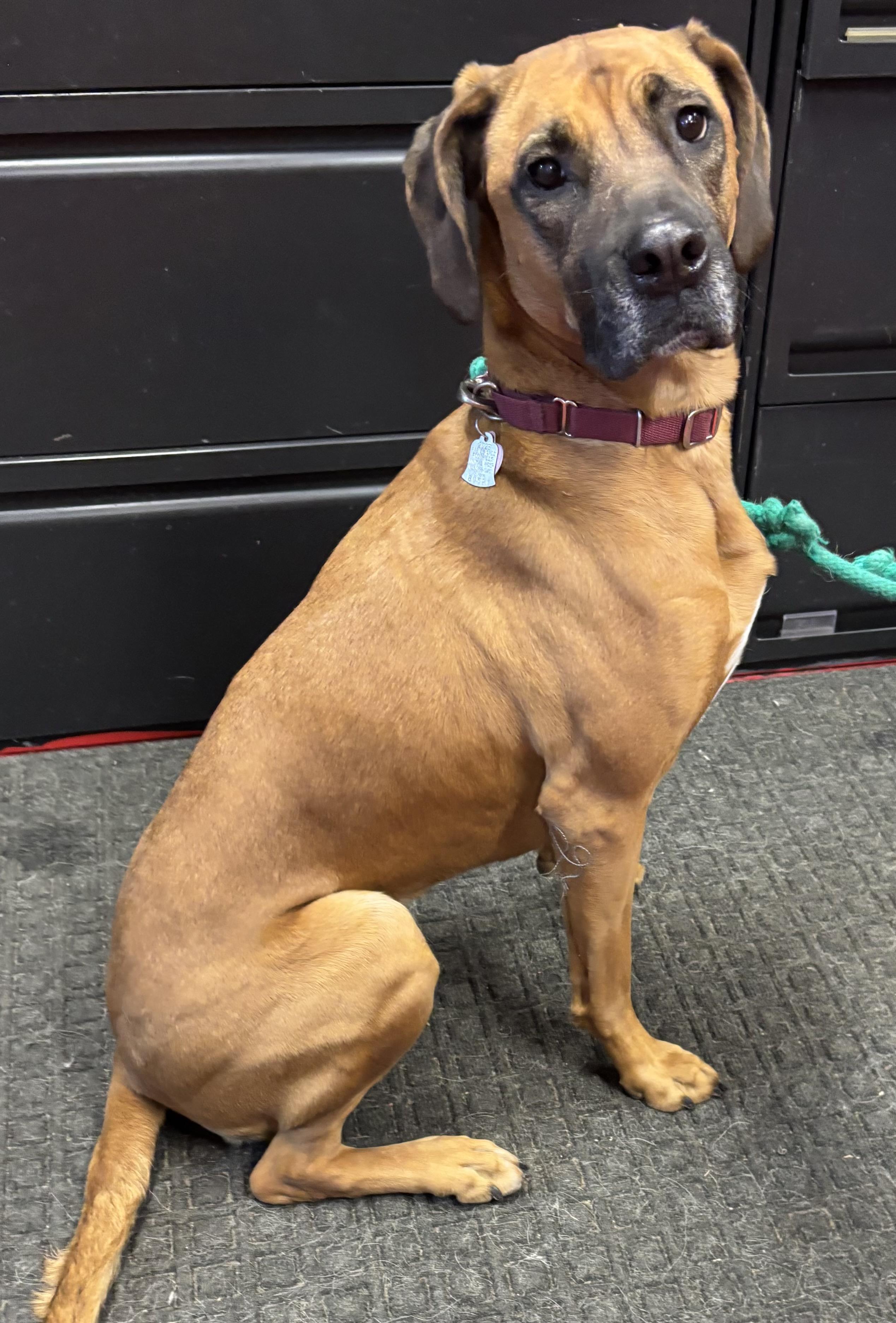 Enlarge Dolly, an adoptable mixed breed in Lakewood, CO image 3/5