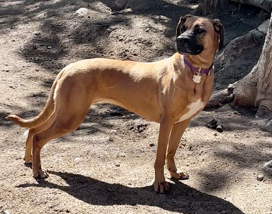 Enlarge Dolly, an adoptable mixed breed in Lakewood, CO video 3/6