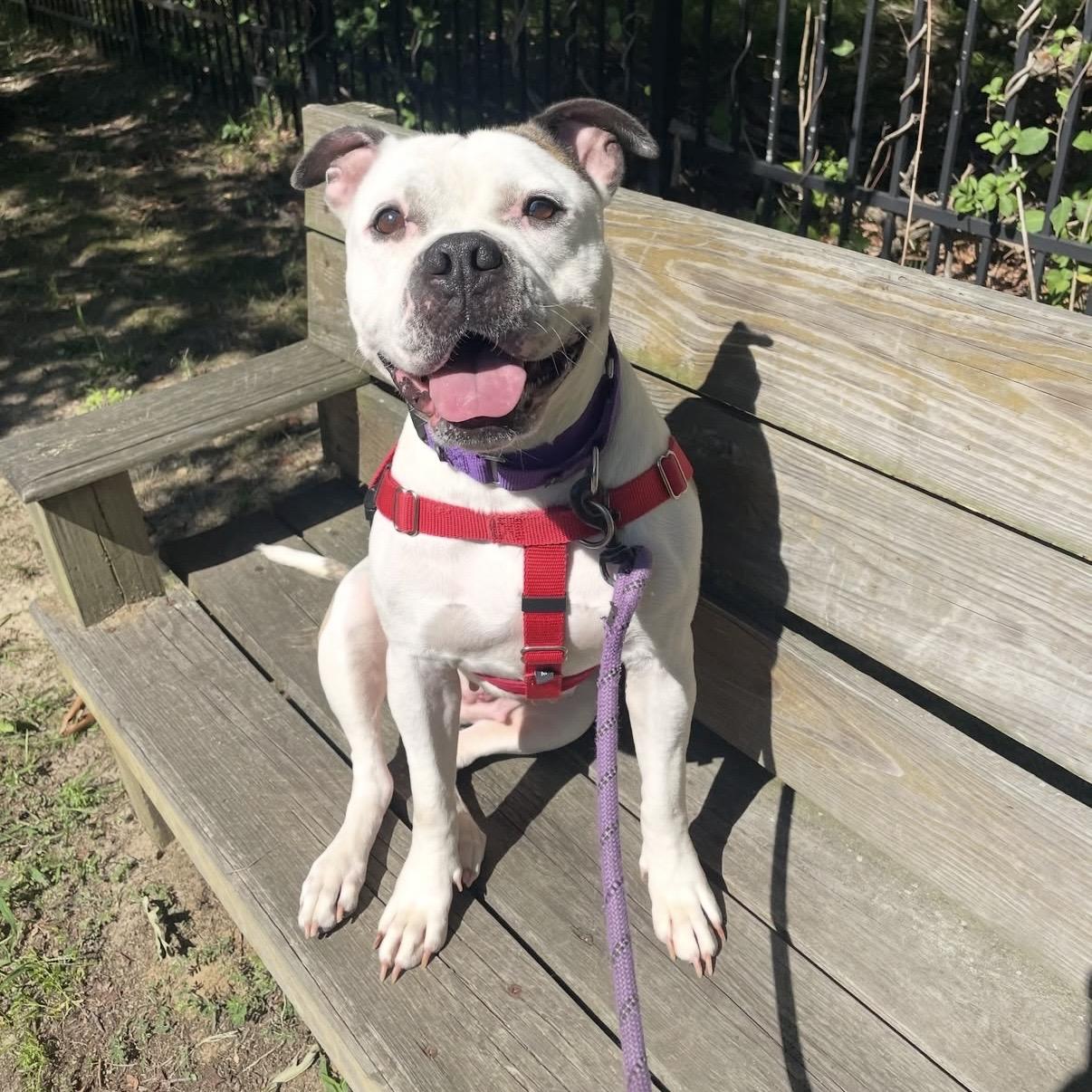 Enlarge Ladybug, a Adoptable mixed breed in Eatontown, NJ image 2/5