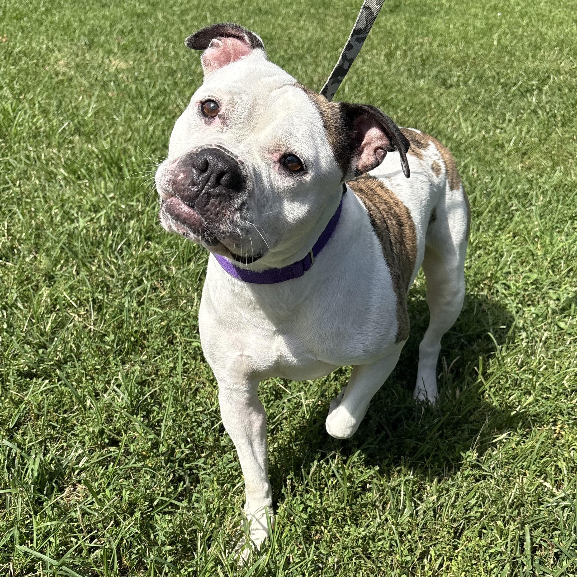 Enlarge Ladybug, a Adoptable mixed breed in Eatontown, NJ image 3/5
