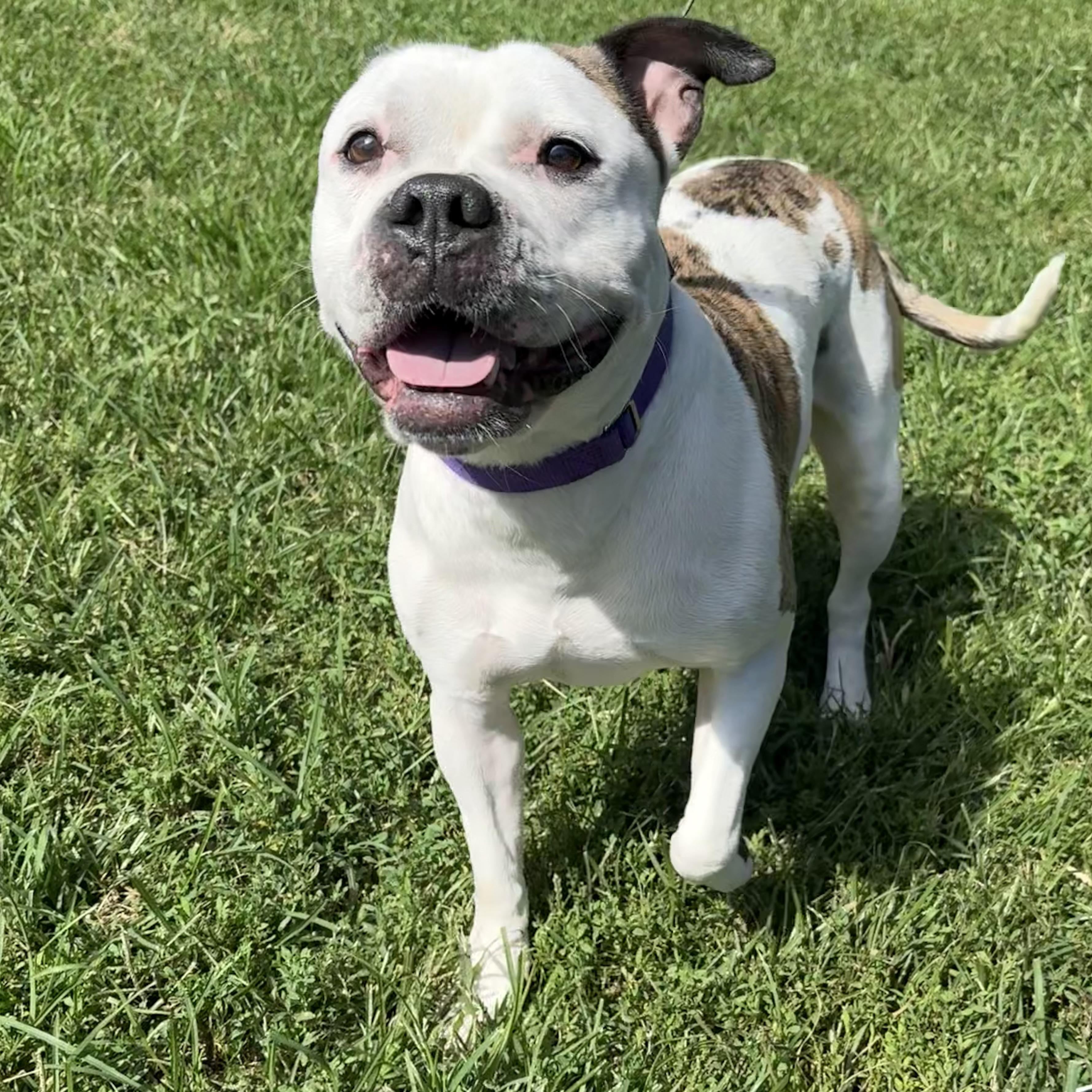 Enlarge Ladybug, a Adoptable mixed breed in Eatontown, NJ image 5/5