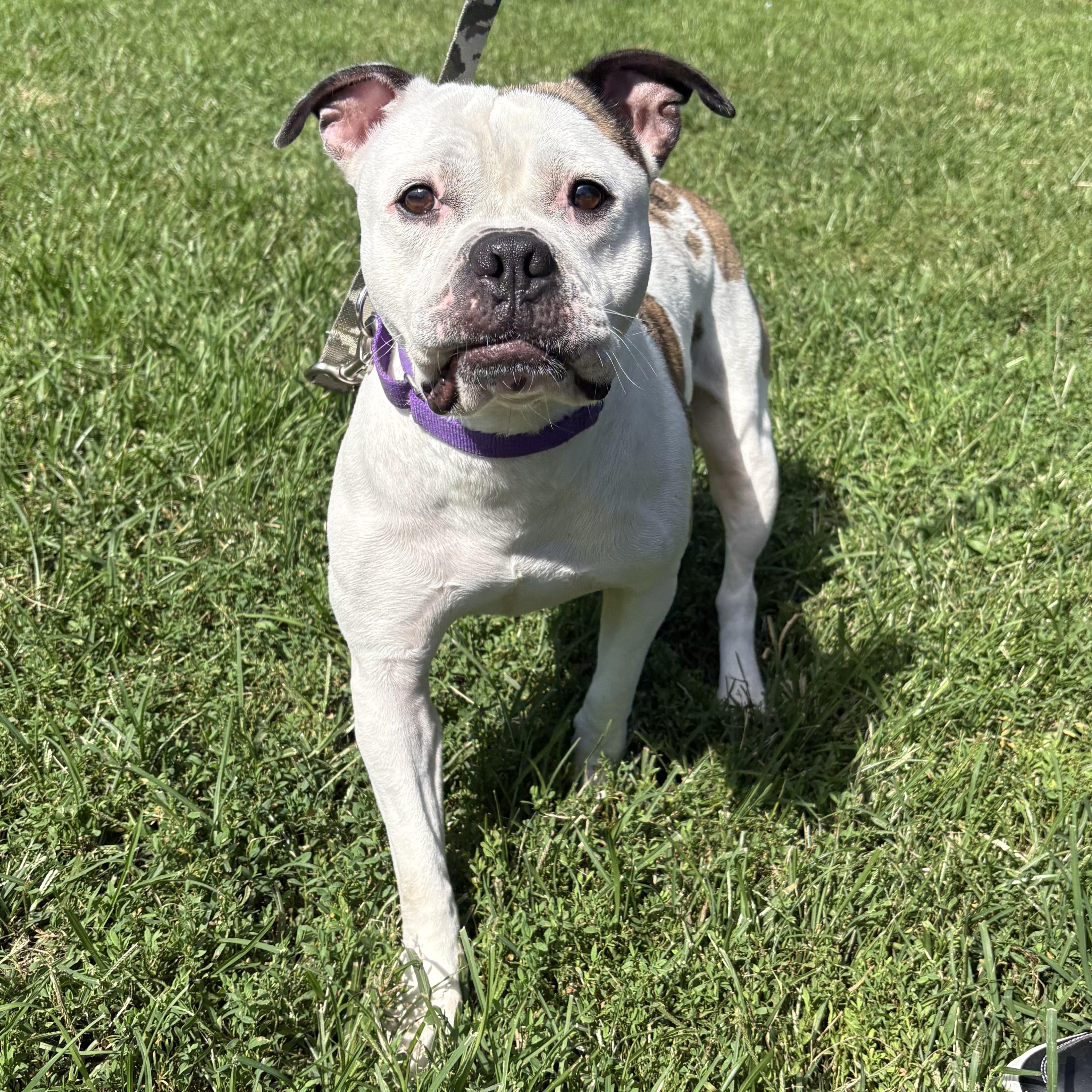 Enlarge Ladybug, a Adoptable mixed breed in Eatontown, NJ image 4/5