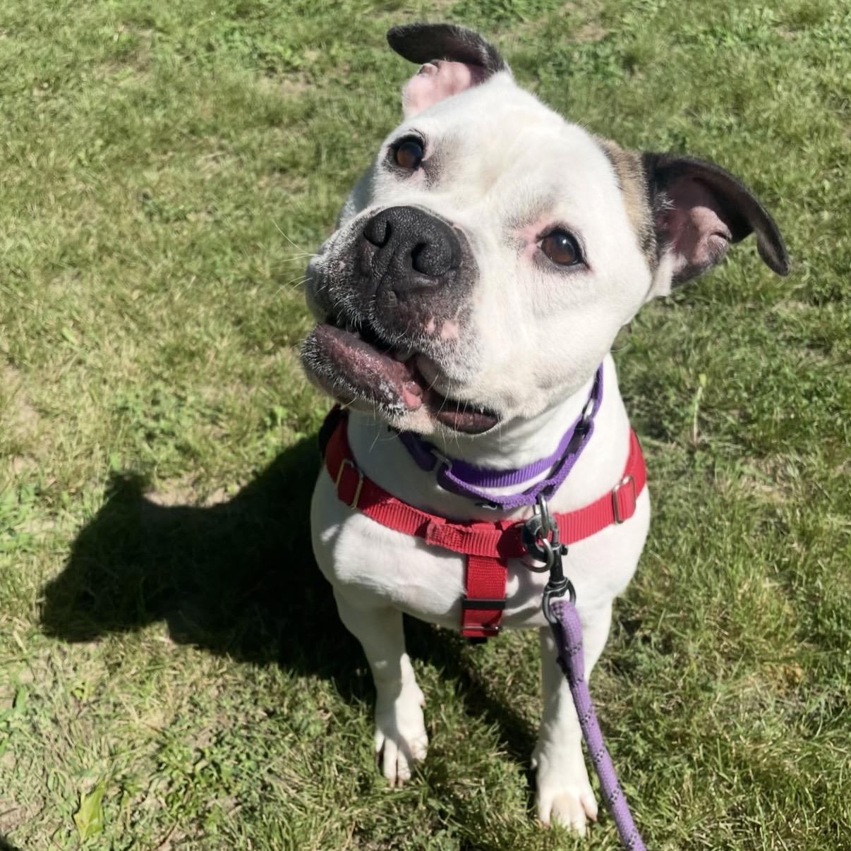 Ladybug, Adoptable, Adult Female American Bulldog & Mixed Breed.