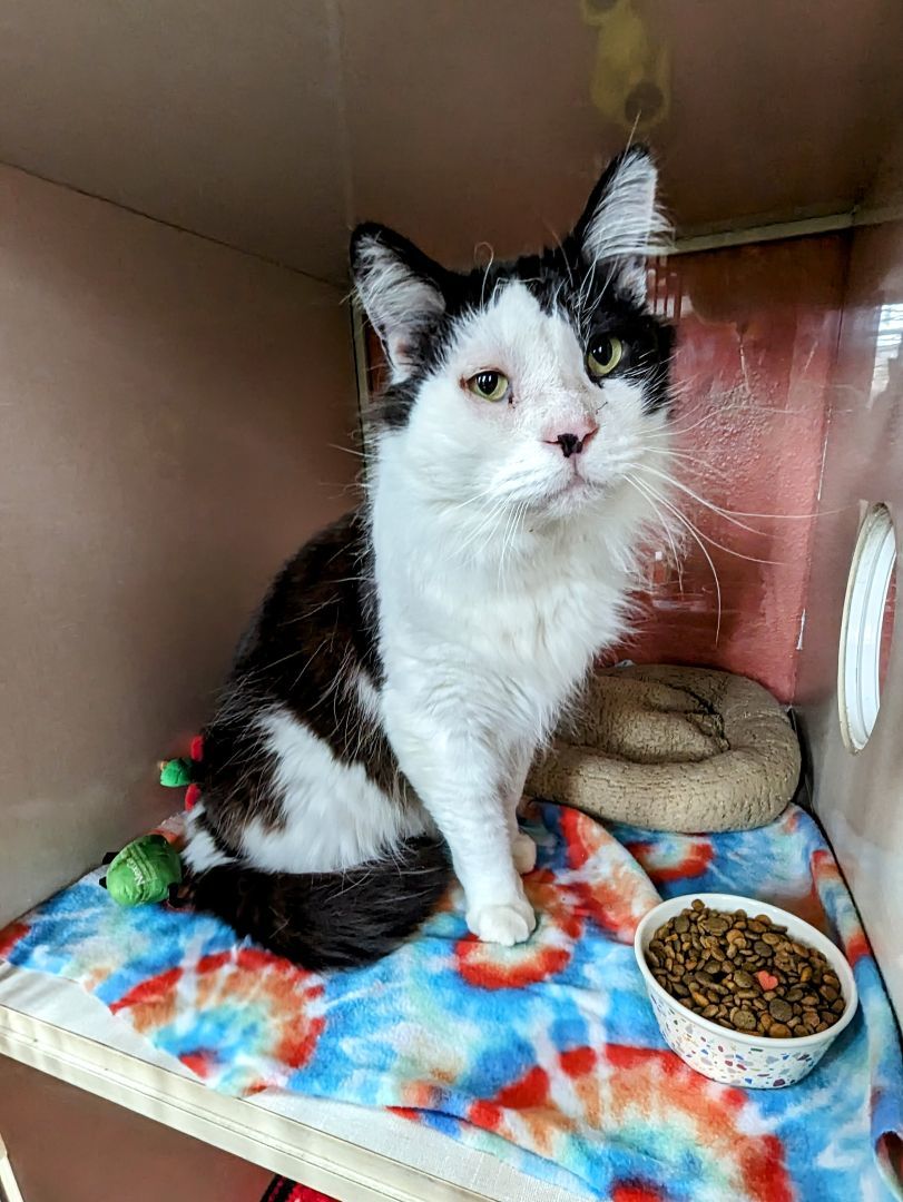 Big Daddy, a Adopted mixed breed in Choctaw, OK image 1/6