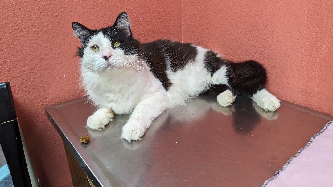 Big Daddy, a Adopted mixed breed in Choctaw, OK image 3/6