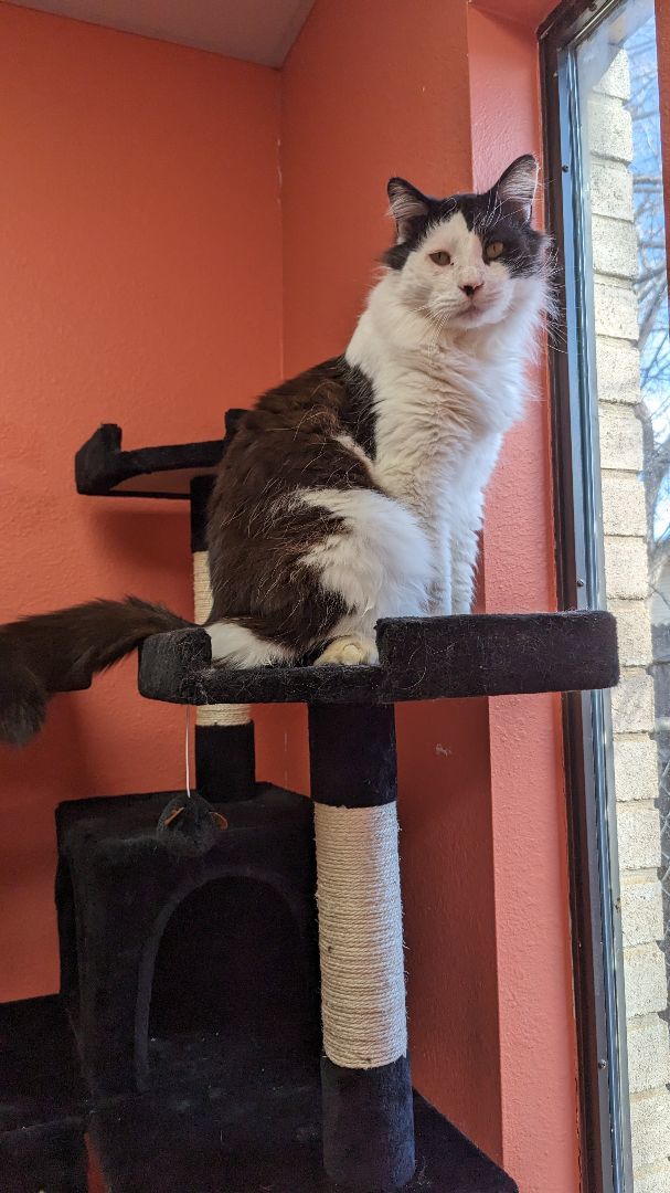 Big Daddy, a Adopted mixed breed in Choctaw, OK image 5/6