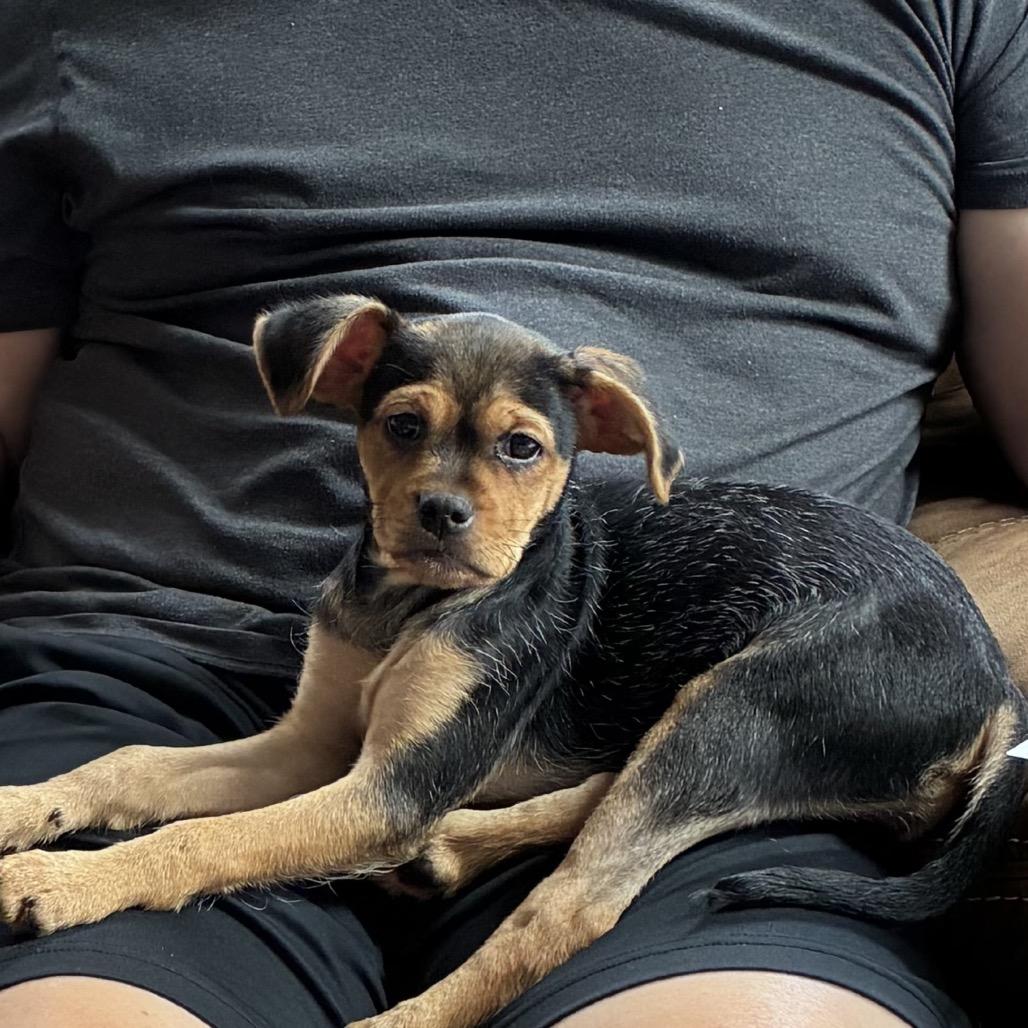 Enlarge Ariana, a ADOPTABLE mixed breed in Chicago, IL image 2/3