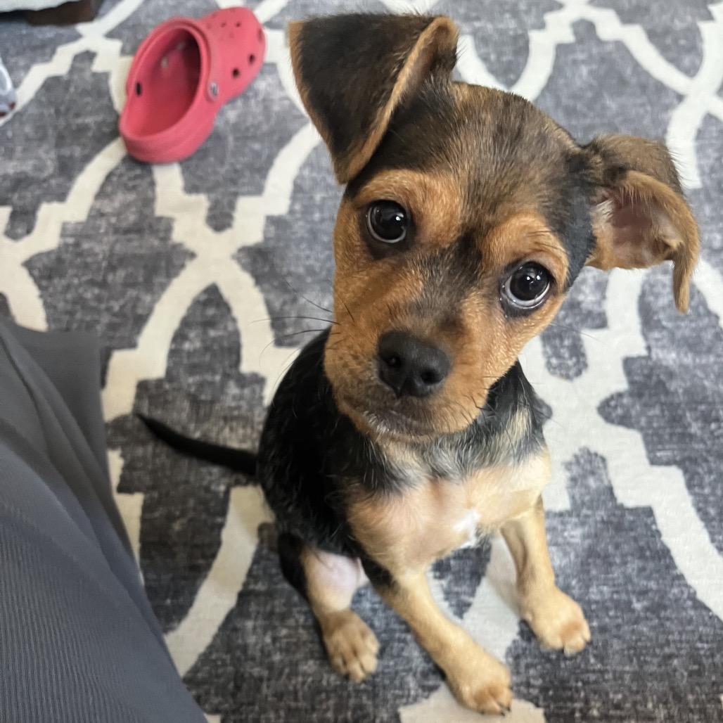 Ariana, ADOPTABLE, Puppy Female Mixed Breed.