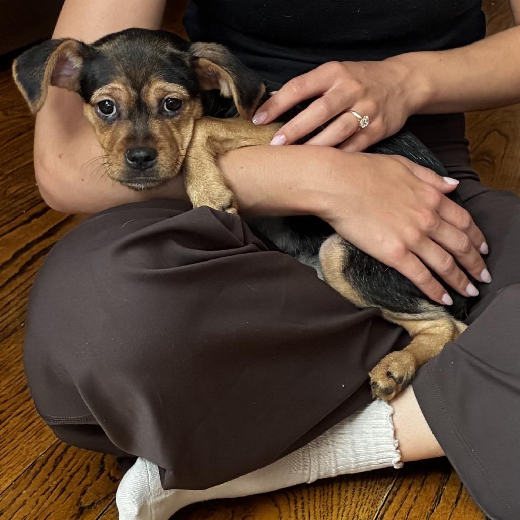 Enlarge Ariana, a ADOPTABLE mixed breed in Chicago, IL image 3/3