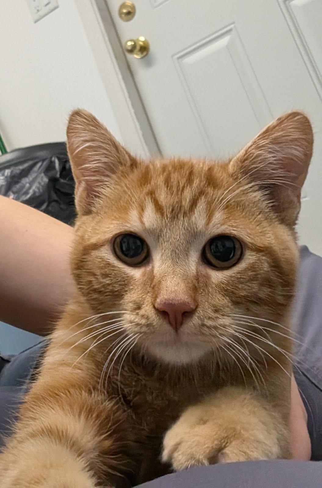 Enlarge Dennis, a Adopted Domestic Short Hair in wetaskiwin, AB image 1/1