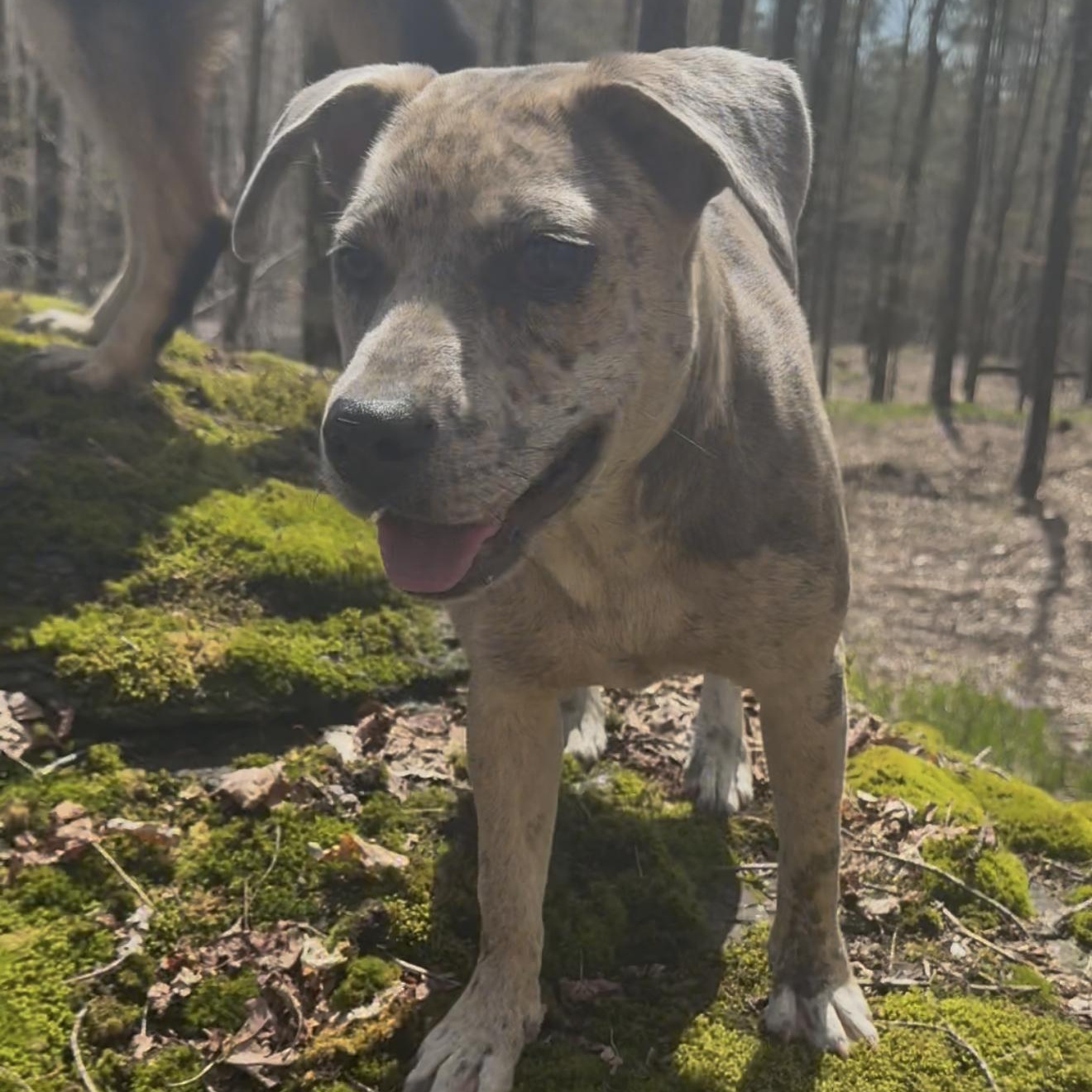 Keiko, a ADOPTABLE mixed breed in Milford, NY image 2/5