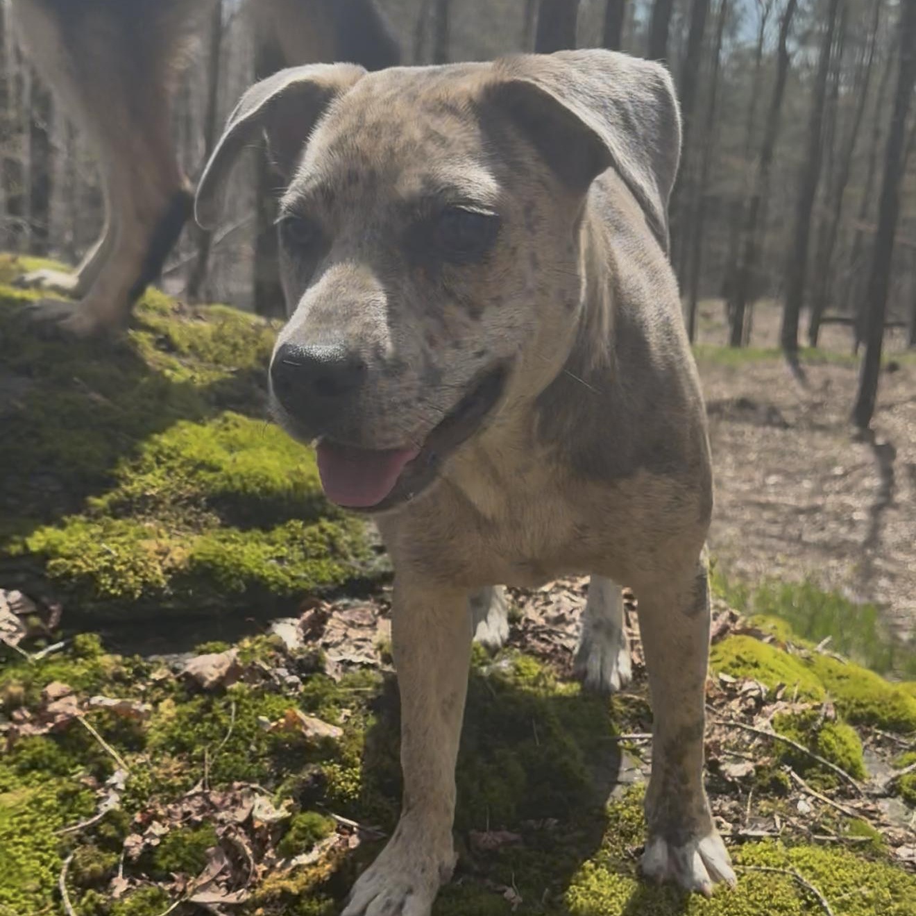 Enlarge Keiko, a ADOPTABLE mixed breed in Milford, NY image 1/2