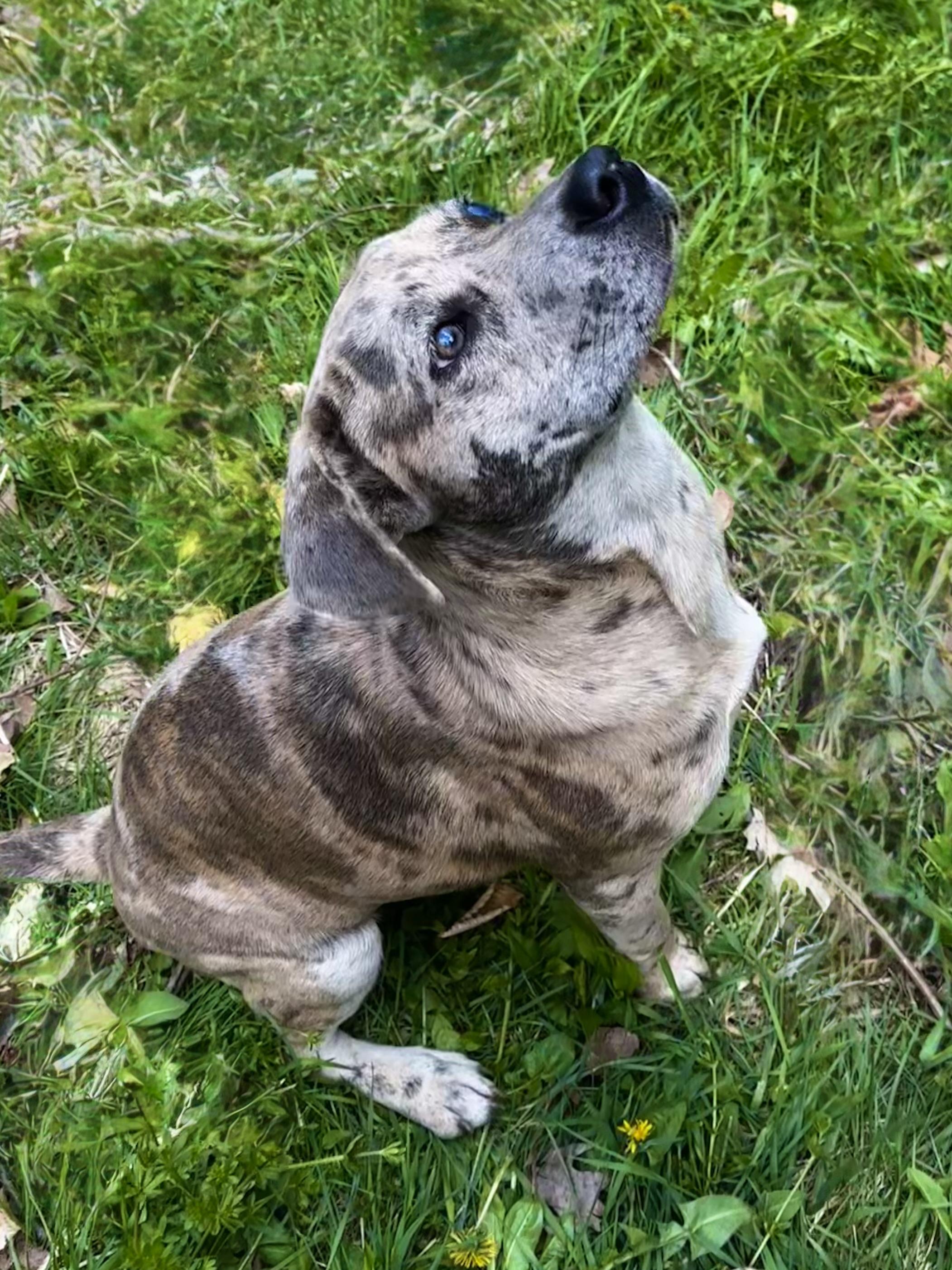 Keiko, ADOPTABLE, Puppy Female Catahoula Leopard Dog.