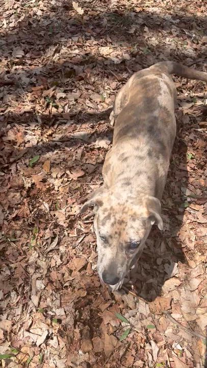 Enlarge Keiko, a ADOPTABLE mixed breed in Milford, NY video 4/5