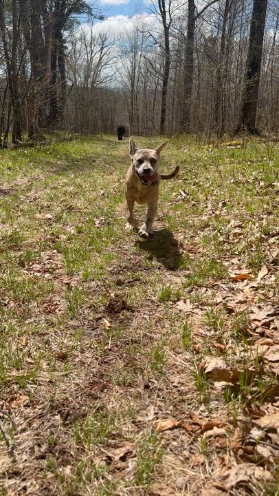 Enlarge Keiko, a ADOPTABLE mixed breed in Milford, NY video 5/5