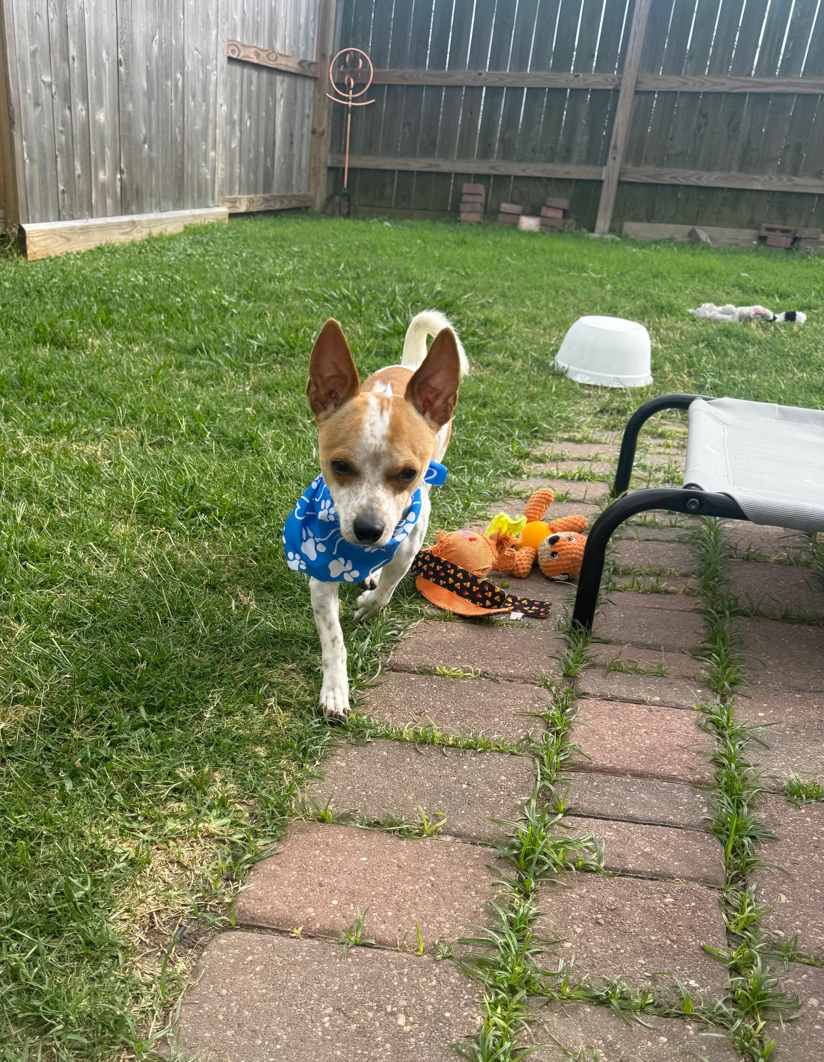 Enlarge Cowboy, a ADOPTABLE mixed breed in Yonkers, NY image 2/3